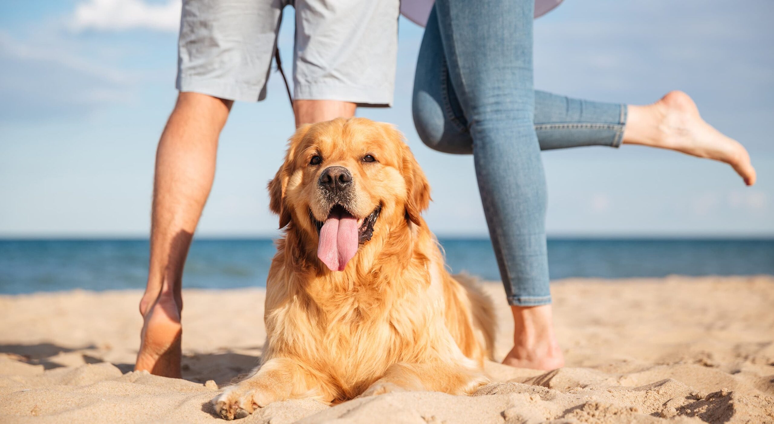 Vacationing with Your Dog on Amelia Island