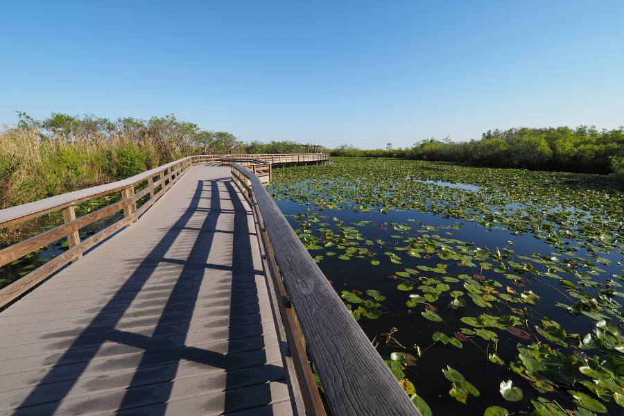 Nature trail in Florida